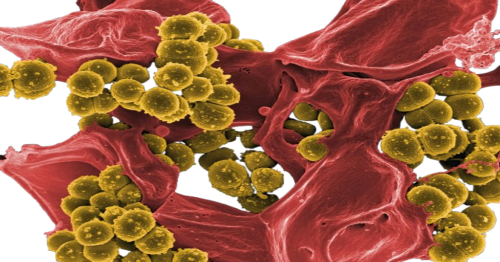 "Ingeniería genética de células para producir antibióticos: futuro de la medicina personalizada"